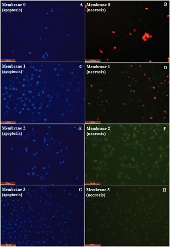 Figure 9. Fluorescence microscopy images of apoptotic/necrotic cells of membranes (0, 1, 2, 3).