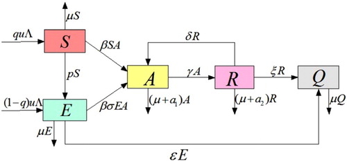 Figure 1. Transfer diagram of the model (Equation1(1) S˙=qμΛ−βSA−(p+μ)S,E˙=(1−q)μΛ+pS−βσEA−(μ+ε)E,A˙=βSA+βσEA+δR−(μ+a1+γ)A,R˙=γA−(δ+ξ+μ+a2)R,Q˙=ξR+εE−μQ.(1) ).