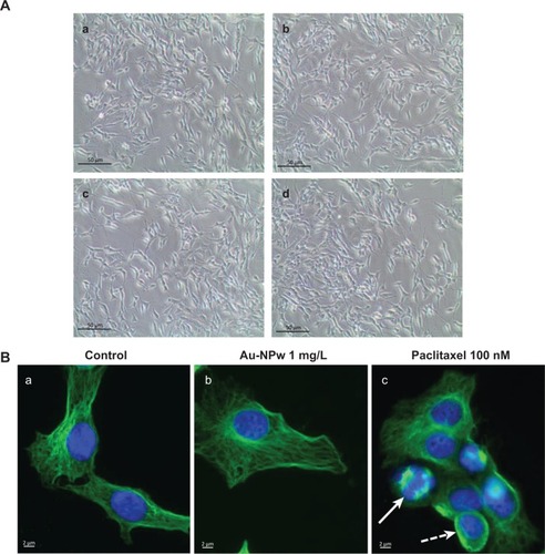 Figure 4 Morphology of cancer cells after Au-NP incubation for 6 hours at 1 mg/L. (A) Phase-contrast microscopy (10×) of neuroblastoma cells control (a) or treated with Au-NPw (b), Au-NPp (c), or Au-NPd (d) at 1 mg/L. (B) Immunofluorescence imaging of microtubular network in glioblastoma cells control (a), incubated for 6 hours with Au-NPw at 1 mg/L (b) or paclitaxel at 100 nM (c). Full arrow and dotted arrow show pseudoaster and bundles, respectively.Abbreviations: Au-NPs, gold nanoparticles; Au-NPd, Au-NPs prepared in dextran; Au-NPp, Au-NPs prepared in polyethylene glycol; Au-NPw, Au-NPs in pure deionized water.