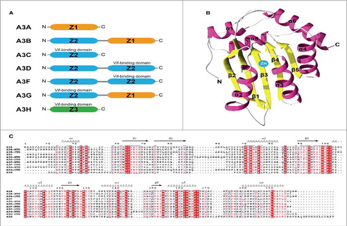 Figure 2. Structural Organization of Zinc Dependent Deaminase Domains and the Catalytic Fold for the APOBEC3 family. (A) Cartoon of the occurrence and position of evolutionarily related ZDD (color coded in orange, blue and green) in APOBEC3 a through H. Regions where the HIV Vif protein binds to A3 proteins is indicated. (B) Three dimensional fold of the A3 Z1 showing the distribution of α helices and β sheets relative to the catalytic zinc atom. (C) Primary amino acid sequence alignment of each individual ZDD domain in the A3 family showing the locations of conserved residues (in red vertical stripes) and homologous residues (in red text). Amino acids sequences forming α helices and β sheets are indicated about the text. Reproduced with permission from reference 13.