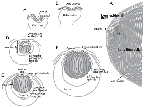 Figure 1 Lens morphogenesis during embryogenesis. The lens (A) arises from the surface ectoderm adjacent to the optic vesicles, outpocketings of the neural tube. This ectoderm thickens to form the lens placode (B, at E9.5 in mouse) and then invaginates to form the lens pit (C, E10.5). The lens pit finally separates from the ectoderm to form the lens vesicle (D, E11.5). Posterior epithelial cells of the lens vesicle cease dividing and start elongating toward the anterior surface, eventually closing the lumen of the lens vesicle (E, E12.5). These elongating cells are called primary fibers and constitute the central region of mature lens (indicated with light gray in D–F). Epithelial cells of the lens vesicle continue to proliferate as the lens expands, while those below the lens equator stop dividing and begin their program of differentiation into secondary fiber cells (E, in dark gray). This begins about E12.5,Citation6 and these newly formed secondary fibers progressively accumulate around the central mass of primary fibers, so that eventually the primary fibers are internalized and comprise the lens nucleus (F). At the equator, the apical tips of differentiating fibers form a fulcrum as they elongate and rotate through their apical-basal axis by about 90° (A).