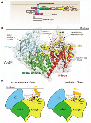 Figure 1 (A) Domain organization of Vps34, its regulatory subunit Vps15 and the adaptor proteins required for autophagy induction in mammalian cells, Beclin 1 and Atg14L/Barkor (Beclin1-associated autophagy-related key regulator). (B) Structure of Drosophila Vps34 helical (green) and catalytic (red/yellow) domains. A PtdIns substrate molecule has been modeled between the activation loop (magenta) and the catalytic loop (black) and ATP was modeled based on the p110γ/ATP structure (PDB ID 1E8X). The C2 domain (cyan) was also modeled from the p110γ/ATP structure. The enzyme is oriented so that the C2 domain and C-terminal helix interact with the membrane. Two regulatory proteins bind directly to Vps34: Vps15 binds to helices kα11 and kα12 (orange), and Beclin 1 binds to the C2 domain. Both Vps15 and Beclin 1 stimulate Vps34 activity. (C) A schematic representation of the Vps34 domains and the putative change in conformation of the kα12 helix. In solution (right), the helix is closed and interacts with residues in the substrate-binding and catalytic loops to exclude water. At the membrane (left), the kα12 helix undergoes a conformational change and interacts with the membrane, enabling productive substrate binding and catalysis.