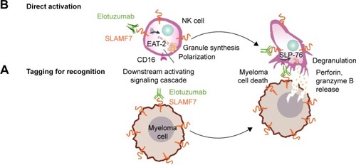 Figure 2 Dual mechanism of action of elotuzumab to induce myeloma cell death.