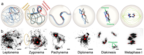 Figure 2. Chromosome morphology during meiotic prophase I. (a) Diagrams showing the process of chromosome condensation from leptonemato metaphase I. (b) The DAPI (dark) and centromere (red) signals are shown from leptonema to metaphase I of Arabidopsis by chromosome spread. Centromeres are signed via FISH assay using 180-bp repeat DNA probes. Pericentromeric heterochromatin is visualized as dark-staining chromatin adjacent to centromeres. Scale bars: 5 μm.