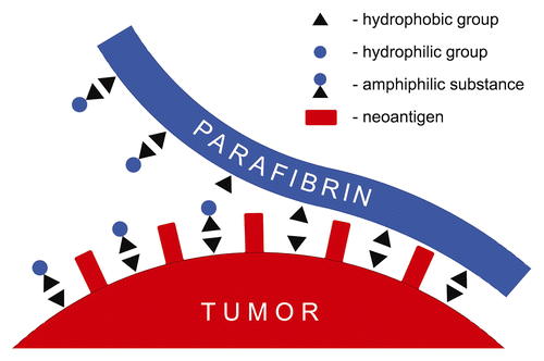 Figure 2. Displacement of parafibrin protective coat from the cancer cell membrane by an amphiphilic substance. The hydrophobic groups of the amphiphilate form strong complexes with those of cancer cell membrane, thus diplacing the polypeptide backbone of parafibrin thereby increasing its water solubility due to hydrophilic group enrichment.