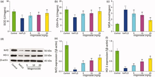 Figure 6. Effect of wogonoside on the oxidative stress level of liver tissue in NAFLD mice. (a) SOD activities; (b) GSH-Px activities; (c) MDA levels; (d) Western blot analysis; (e) protein relative expression of Nrf2; (f) protein relative expression of HO-1. Values are expressed as mean ± SD, n= 10. Compared with the control group: **p< 0.01; compared with NAFLD group: #p < 0.05, ##p < 0.01.