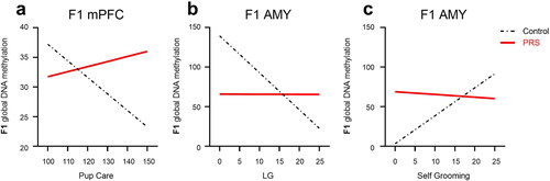 Figure 7. Maternal care as predictor of methylation levels in F1 offspring. In mPFC (a) increased Pup Care predicted lower methylation in F1-C, but not F1-PRS, offspring. In the AMY(b), increased LG predicted lower methylation in F1-C, but not F1-PRS, rats; while increased Self-Grooming (c) predicted higher methylation levels in F1-C, but not F1-PRS, offspring. Numbers on the X axis reflect the range of values found in our dataset.