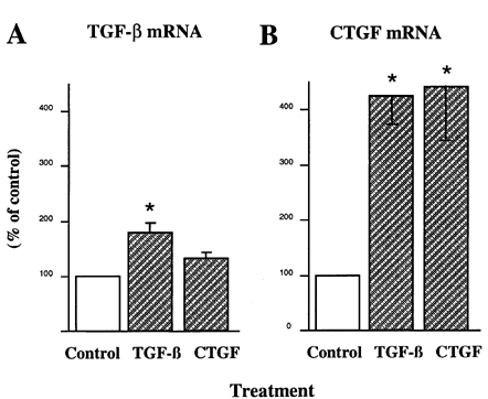 Figure 1. Regulation of CTGF and TGF-β mRNA by exogenous TGF-β and CTGF. Serum-deprived mesangial cells were incubated for 24 hr in the presence of 2 ng/mL TGF-β or 20 ng/mL rhCTGF. RNA was extracted for Northern analyses and probed for, TGF-β1 or CTGF. The mRNA bands from replicate experiments were quantified by densitometric analysis, and the results normalized to the values of the ribosomal RNA. n = 4, *P < 0.05 vs. control.