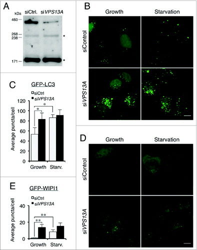 Figure 5. VPS13A downregulation causes GFP-LC3 and GFP-WIPI1 accumulation. (A) Western blot of control and VPS13A siRNA-transfected cells. A band of the VPS13A-predicted molecular weight decreases in the VPS13A-silenced cells. The asterisks indicate nonspecific immunoreactive bands. (B and C) HeLa cells stably expressing GFP-LC3 were transfected with control or VPS13A siRNAs and the pattern observed by confocal microscopy. VPS13A-depleted cells show accumulated puncta and less translocation from the nucleus to the cytoplasm during starvation. (D and E) HeLa cells were transfected with GFP-WIPI1 and the pattern observed by confocal microscopy. The number of puncta is higher in VPS13A siRNA-treated cells and does not significantly increase following starvation. The graphs show the mean and the standard deviation of puncta quantification of more than 40 cells from 3 independent experiments. Asterisks indicate the level of significance of the Student t test (* < 0.05; ** < 0.01). Scale bar: 10 μm.