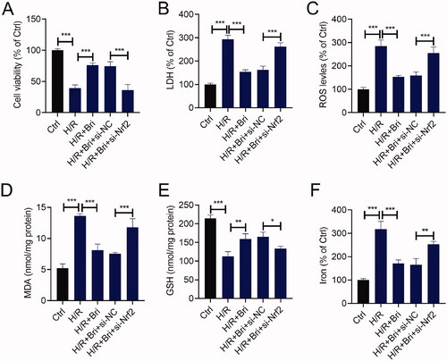 Figure 6. Nrf2 attenuated the effect of Bri on H/R-induced cell injury in H9C2 cells. H9C2 cells were transfected with si-Nrf2 or si-NC. At 18 h after transfection, H9C2 cells were treated with Bri, followed by induction of H/R injury. (A) The viability of H9C2 cells was determined using CCK-8 assay. (B) LDH release assay was conducted to determine the level of LDH in H9C2 cells. The levels of ROS (C), MDA (D), GSH (E), and iron (F) in H9C2 cells were determined using commercial kits. *p < 0.05, **p < 0.01, and ***p < 0.001.