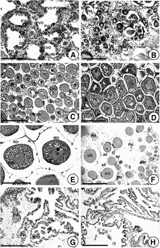 Figure 2. Photomacrographs showing gonadal phases of female A. japonicus as seen by light microscopy. (A) Section of ovarian tubules in Stage I (recovery stage); (B) Section of ovarian tubules in Stage II (early growing stage); (C) Section of ovarian tubules in Stage III (late growing stage); (D) Section of an ovarian tubule in Stage IV (mature stage); (E) Section of an ovarian tubule in the same stage (mature stage); (F) Section of tubules in Stage V (partly spawned stage; (G, H) Sections of tubules in Stage VI (spent stage). Abbreviations: AF, atretic follicle; DO, degenerating oocyte; EVO, early vitellogenic oocyte; F, follicle cell; LVO, late vitellogenic oocyte; MO, mature oocyte; N, Nucleus; NU, nucleolus; PH, phagocyte; PVO, previtellogenic oocyte; OG, oogonium; RO, ripe oocyte; UO, undischarged oocyte; YG, yolk granule. Scale bar 100 µm.