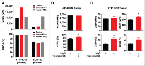 Figure 7. Increased expression of MHC-I and CD80/CD86 molecules by trastuzumab in HER2-overexpressing breast cancer cells in vivo. (A). 4T1 mouse mammary tumor cells transduced to overexpress HER2 (4T1/HER2) and SUM190 human breast cancer cells were cultured in medium supplemented with 10% fetal bovine serum in the presence or absence of mouse IFNγ (300 units/mL) or human IFNγ (300 units/mL) for 24 h. The cells were then stained with APC-conjugated anti-H-2Kd (for 4T1/HER2) or APC-conjugated anti-HLA-ABC antibody (for SUM190) and subjected to flow cytometry analysis. Shown are the MFI values of MHC-I expression (upper) and the percentages of MHC-I-positive cells (lower). (B). 4T1/HER2 cells (2×106 cells) were implanted in the mammary fat pad of female Swiss nude mice (4–6 weeks old). Two weeks after the tumors were palpable, the mice were treated once with 200 µg of trastuzumab or a control humanized IgG (rituximab) intraperitoneally. At 48 h after treatment, the mice were euthanized, the tumors were removed, and single cell suspensions were prepared and double-stained with APC-conjugated anti-H-2Kd antibody and trastuzumab plus FITC-conjugated anti-human IgG antibody. Cells were then subjected to flow cytometry analysis. Shown are the MFI values of H-2Kd expression (upper) and the percentages of H-2Kd positive cells (lower) gated for HER2-positive cells. *p < 0.05 compared with corresponding control. (C). Single cell suspensions from 4T1/HER2 tumors described in (B) were triple-stained with APC-conjugated anti-mouse CD80 antibody, PE-conjugated anti-mouse CD86 antibody and trastuzumab plus FITC-conjugated anti-human IgG antibody, and subjected to flow cytometry analysis as described in (A). Shown are the MFI values of CD80 and CD86 expression (upper) and the percentages of CD80- and CD86-positive cells (lower) gated for HER2-positive cells. *p < 0.05 compared with corresponding control.