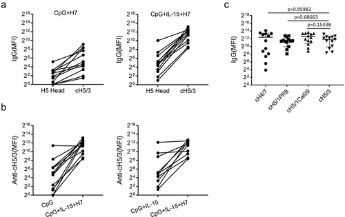 Figure 6. Stalk-reactive IgG induced by A/SH13 viruses. B cells from healthy donors were stimulated with CpG2006ODN alone or together with inactivated A/SH13 (H7N9) viruses and IL-15 in vitro. The levels of IgG against H5 head and cH5/3 were shown for individual subjects. 12 of 13 subjects displayed increases in stalk-reactive IgG after A/SH13 stimulation. (a) levels of IgG binding to H5 head and cH5/3. (b) levels of cH5/3-reactive IgG after stimulation with CpG2006ODN alone or together with inactivated A/SH13 (H7N9) viruses. (c) Comparation between H3- and H1-, H7-reactive antibodies.