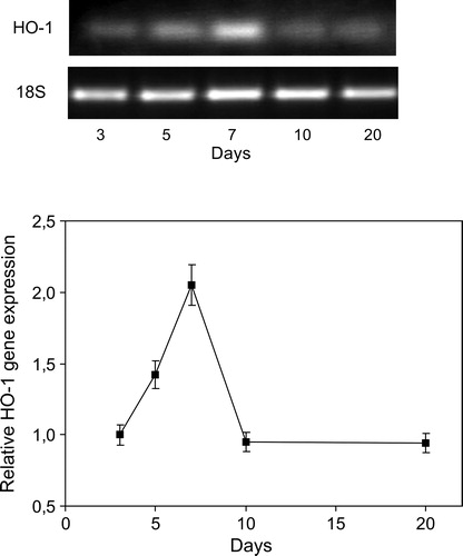 Figure 5. Time course of HO-1 gene expression caused by inoculation with B. japonicum on soybeans roots. HO-1 mRNA expression was analyzed by semiquantitative RT-PCR as described in Materials and methods. The 18S amplification band is shown to confirm equal loading of RNA and RT efficiency. Values are the mean of four independent experiments and bars indicate SD, with respect to control according to Tukey's multiple range test.