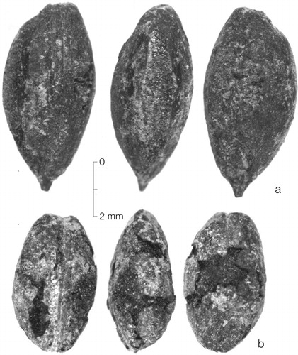 Figure 7. A) A hulled barley grain from 09FS6; B) A naked barley grain from 09FS1. Ventral, side, and dorsal views of each grain are shown.