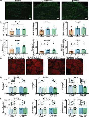 Figure 1. HCN2 protein expression but not SUMOylation is altered in the L4 DRG 1 day post-CFA. (a) Representative images of HCN2 IR. Scale bars are 100 µm. (b) HCN2 mean pixel intensity is elevated in small diameter DRG neurons. Average mean pixel intensity ± SEM is shown for three size classes of DRG neurons (small: ≤ 30 µm; medium: 30–40 µm; large: > 40 µm). Each dot represents the mean for one animal. Note that data for left and right DRG from each control were combined, because paired t-tests indicated left and right DRG showed no significant differences. The total number of cells examined for all animals within the treatment group is indicated in the bar. Asterisks indicate significance, *p < 0.05. Small cells: Kruskal-Wallis with Dunn’s post-hoc test (2,16) = 7.750; p = 0.014; medium cells: one-way ANOVA F(2,16) = 2.378; p = 0.125; large cells: one-way ANOVA F(2,15) = 2.158; p = 0.150. (c) The percent of medium and large diameter neurons expressing HCN2 increases 1 day post-CFA. Plot of percent HCN2 positive cells for each size class (frequency = # HCN2 positive cells for that size class ÷ total cell number for all classes). Bars indicate mean ± SEM. Asterisks indicate significance, *p < 0.05. Small cells: Kruskal-Wallis (2,16) = 3.441; p = 0.184; medium cells: one-way ANOVA with Tukey’s post hoc test F(2,16) = 4.901; p = 0.022; large cells: one-way ANOVA with Tukey’s post hoc test F(2,15) = 5.188; p = 0.019. (d) Representative confocal projections (5 µm) from PLA experiments. Scale bars are 25 µm. (e) The number of SUMOylated HCN2 channels is unaltered 1 day post-CFA. The number of puncta/µm2 for HCN2 SUMO1 (light bars) and SUMO2/3 (dark bars) conjugation is shown for three size classes of DRG neurons (small: ≤ 30 µm; medium: 30–40 µm; large: > 40 µm). SUMO1; small: 0.458 ± 0.054 vs 0.456 ± 0.032, p = 0.979, paired t-test; medium: 0.424 ± 0.038 vs 0.429 ± 0.032, p > 0.999, Wilcoxon-matched pairs; large: 0.505 ± 0.065 vs 0.528 ± 0.039, p = 0.740, paired t-test; SUMO2/3; small: 0.405 ± 0.031 vs 0.469 ± 0.048, p = 0.271, paired t-test; medium: 0.394 ± 0.037 vs 0.467 ± 0.050, p = 0.181, paired t-test; large: 0.467 ± 0.032 vs 0.584 ± 0.038, p = 0.068, paired t-test. Inset: compares the means for contralateral and ipsilateral DRG for each animal. (f) SUMOylated HCN2 Puncta Intensities are unaltered 1 day post-CFA. Plot of average puncta intensity ± SEM for each size class. SUMO1; small: 57.86 ± 9.486 vs 55.55 ± 9.556, p = 0.615, paired t-test; medium: 57.24 ± 9.442 vs 54.76 ± 9.484, p = 0.643, paired t-test; large: 58.37 ± 9.707 vs 56.34 ± 9.626, p = 0.679, paired t-test; SUMO2/3; small: 62.71 ± 7.576 vs 60.19 ± 10.08, p = 0.785, paired t-test; medium: 62.44 ± 7.471 vs 60.60 ± 10.21, p = 0.824, paired t-test; large: 63.80 ± 7.816 vs 63.46 ± 10.79, p = 0.975, paired t-test