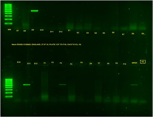 Figure 4 Gel band result of mecA. MM is for molecular markers of 100 bp; the letters from D7 to F10 are PCR products of S. aureus isolates; MRSA is a positive control and NC is a negative control.