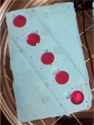 Figure 3 Titanium with cells in silicone molds.