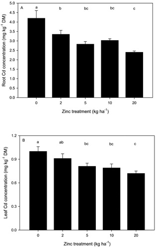 Figure 2. Mean (± SEM) cadmium (Cd) concentrations (mg kg−1 DM) in spinach root (A) and leaf (B) for contrasting rates of zinc (Zn) application to soil. Means followed by the same letter are not significantly different (P < 0.05).