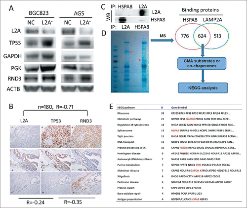 Figure 3. Screening for candidate substrates of CMA that can regulate proliferation, through an interactomic approach and KEGG analysis. (A) LAMP2A, TP53, GAPDG, PGK and RND3 levels were evaluated by WB in BGC823-NC, BGC823-L2A−, AGS-NC, and AGS-L2A− cell lines, ACTB was used as an internal control. (B) Expression correlation among LAMP2A, TP53 and RND3 based on IHC positivity in consecutive gastric cancer tissue slides, (n = 180, Spearman test). Scale bar was 100 µm. (C) HSPA8 and LAMP2A were immunoprecipitated from BGC823 cells and the IP efficacy was evaluated by WB. (D) Immunoprecipitates of (C) were subjected to SDS-PAGE and Coomassie Blue staining, and then the 2 lanes were excised and prepared for mass spectrum analysis, 624 proteins were selected as candidates for CMA substrates or cochaperones, and were subjected to KEGG analysis. The enriched KEGG pathways and related proteins are listed in (E).