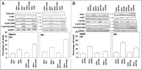 Figure 8 Modulation of PTEN function changes OSU-03012 lethality. (A) GBM14 cells were transfected with control plasmid (GFP) or a plasmid to express PTEN (PTEN-GFP). Twenty-four hours after transfection cells were treated with OSU-03012 (2 µM). Cells were isolated 24 and 48 h later for viability determination (n = 3, +/- SEM). Upper blots: portions of cells were isolated 24 and 48 h after OSU-03012 treatment and lysates subjected to blotting to determine the phosphorylation and expression of the indicated proteins. (B) GBM6 cells were transfected with control plasmid (shSCR) or a plasmid to knock down expression of PTEN (shPTEN). Twenty-four after transfection cells were treated with OSU-03012 (2 µM). Cells were isolated 24 and 48 h later for viability determination (n = 3, +/- SEM). Upper blots: portions of cells were isolated 24 and 48 h after OSU-03012 treatment and lysates subjected to blotting to determine the phosphorylation and expression of the indicated proteins.