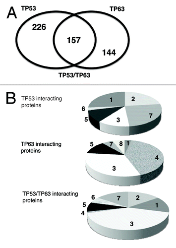 Figure 1. Bioinformatics of TP53 and TP63 interacting proteins. (A) Using the GO software the TP53/TP63 interacting partners defined by protein array chip were organized as TP53-specific, TP53/TP63 common and TP63-specific protein interactors. Venn diagram depicts a number of proteins bound to TP53, TP63 or both. (B) TP53-specific, TP53/TP63 common and TP63-specific interacting proteins were divided into eight categories representing the following functions: (1) cell death/survival; (2) DNA damage/signaling; (3) chromatin remodeling/gene regulation; (4) RNA processing; (5) protein trafficking/degradation; (6) oncogenes; (7) other and (8) epithelial differentiation.