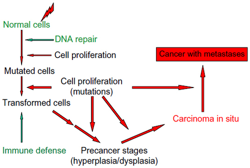 Figure 2 Schematic diagram of the steps for the development of a malignant cancer after radiation exposure.