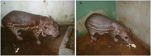 Figure 1. Images of male (A) and female (B) Cuniculus paca in captivity. The pictures were offered from the coauthor Pedro Mayor in this study.
