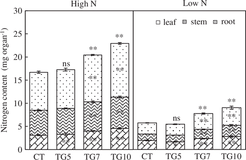 Figure 7. Nitrogen contents of control (CT) and transgenic (TG5, TG7, and TG10) lines under high and low N conditions at the seedling stage. Data represent the mean values ± SD (n = 4). Statistical analysis of the data was performed by one-way ANOVA. Asterisks indicate that the mean values of TG5, TG7, and TG10 lines are significantly different from that of CT at p < 0.05 (*) and p < 0.01 (**). The letters ‘ns’ indicate not significantly different from CT at p < 0.05.