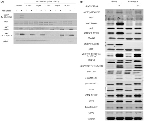 Figure 6. Heat stress induced PI3K/mTOR dependent AKT signalling is independent of MET signalling. (A) N1S1 cells pre-treated with a dose-titration of the MET inhibitor PF-042179030 (0.1–10 μM) or vehicle control (0.1% DMSO) for 1 h followed by heat stress (45 °C) or control (37 °C) for 10 min. Immediately post-heat stress whole-cell lysates were subjected to Western blotting for phospho-MET, AKT and ERK and total MET. β-actin was used as a loading control. (C) N1S1 cells pre-treated with the PI3K/mTOR inhibitor BEZ235 (1 μM) or vehicle control (0.1% DMSO) for 1 h followed by heat stress (45 °C) or control (37 °C) for 10 min. Immediately post-heat stress whole-cell lysates were subjected to Western blotting for phospho and total MET, AKT, PRAS40, 4EBP1, ERK, SAPK/JNK, cJUN, ATF2 and EphA2. Vimentin was used as a loading control. See Supplementary Figure S3 for corresponding quantitative mass spectrometry (LCMS) data.