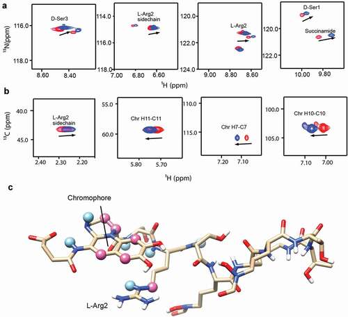 Figure 6. Characterization of the interactions between apo-pyoverdine and PQ3c. (a-b) NMR experiments were carried out at 278 K. The selected overlaid 1H-15N HSQC (a) or 1H-13C HSQC (b) spectra regions of pyoverdine in the absence (red) or presence of PQ3c (blue) are shown. (c) Pyoverdine residues, displaying induced chemical shift perturbations in the presence of PQ3c are labeled on the major conformation of pyoverdine (the representative structure of Cluster 1 from apo-pyoverdine MD simulation was used). Light blue spheres mark the atoms showing induced chemical shift changes in 1H-15N HSQC spectrum, pink spheres represent the atoms involved in the changes in 1H-13C HSQC spectrum. Isotope-labeled pyoverdine concentrations were used at 0.2 mM. The atom numbers used in (B) are based on the chemical structure of pyoverdine shown in Figure 1A.