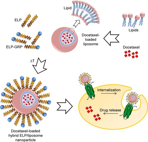 Figure 1 Specific targeting of prostate cancer cells with hybrid ELP/liposome nanoparticles.Notes: Lipids were used to generate various types of DTX-encapsulating liposomes, which were mixed with recombinant ELPs to form self-assembled nanoparticles at raised temperature. The use of ELP-GRP fusion proteins increased specific binding to GRPR expressing prostate cancer cells and showed enhanced cytotoxic effects.Abbreviations: DTX, docetaxel; ELP, elastin-like polypeptide; GRP, gastrin-releasing peptide; GRPR, gastrin-releasing peptide receptor.