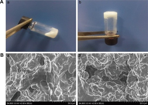 Figure 1 (A) Images of a) the nanoparticle dispersion sol (25°C) and b) hydrogel (37°C) states of bFGF + IBU/PECT NP aqueous dispersions. (B) SEM images of a) lyophilized PECT and b) bFGF + IBU/PECT NP hydrogel (Cp =25%).Abbreviations: bFGF, basic fibroblast growth factor; Cp, nanoparticle mass concentration; IBU, ibuprofen; NP, nanoparticle; PECT, poly(ε-caprolactone-co-1,4,8-trioxa [4.6]spiro-9-undecanone)-poly(ethylene glycol)-poly(ε-caprolactone-co-1,4,8-trioxa [4.6]spiro-9-undecanone); SEM, scanning electron microscopy.