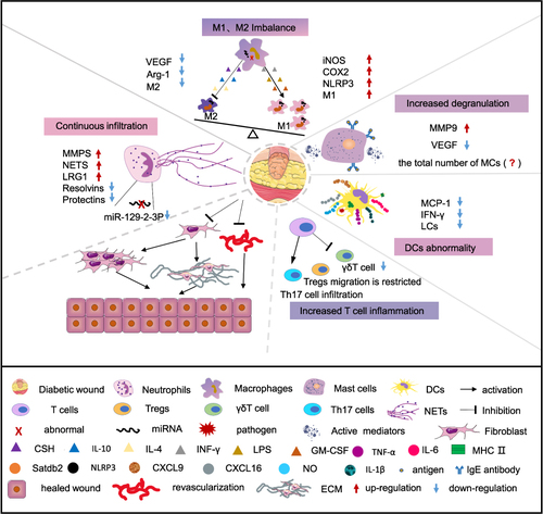 Figure 1 Deregulated immune cells impair DW healing. Immune cells play an important role in the difficult-to-heal pathological process of DW. In DW, continuous infiltration of neutrophils, imbalance of M1 and M2 macrophages, increased degranulation of MCs, and dysregulation of DCs and T cells jointly lead to the continuous release of inflammatory factors, triggering inflammatory cascades, vascular maturation disorders, and decreased collagen deposition, which in turn cause DW to end up in a difficult or even non-healing ending.