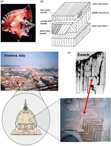 Figure 4 (a) Conch shell: overall view; (b) schematic drawing of the crossed-lamellar structure. Each macroscopic layer is composed of first-, second- and third-order lamellae; (c) tesselated bricks on Brunelleschi's Duomo (Florence, Italy) and equivalent structure of the conch shell. © [Elsevier]. Reproduced by permission of Meyers et al. (Citation2008). Permission to reuse must be obtained from Elsevier.
