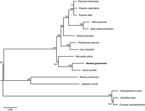 Figure 1. Phylogenetic relationships of 16 seed plants based on plastome sequences. Bootstrap percentages are indicated for each branch. GenBank accession numbers: Azara serrata (MH719101), Chrysobalanus icaco (KJ414480), Couepia caryophylloides (KX180053), Flacourtia indica (MG262341), Gaulettia elata (KX180066), Idesia polycarpa (KX229742), Itoa orientalis (MG262342), Jatropha curcas (FJ695500), Poliothyrsis sinensis (MG262343), Populus alba (AP008956), Populus euphratica (KJ624919), Populus trichocarpa (EF489041), Ricinus communis (JF937588), Salix chaenomeloides (MG262362) and Salix purpurea (KP019639).