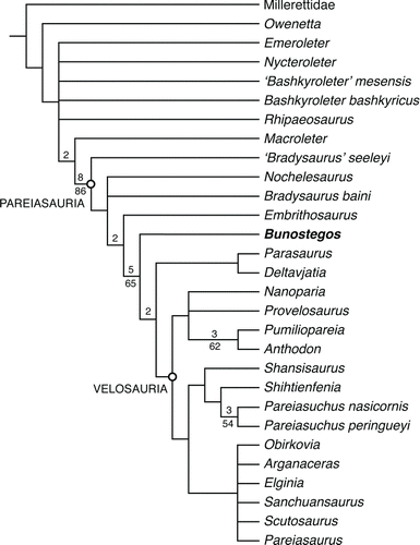 FIGURE 10 Cladistic relationships of Bunostegos akokanensis within Pareiasauria. A strict consensus of the 45 most parsimonious topologies recovered from a TNT analysis. Bremer decay values above one and bootstrap values >50% are listed above and below, respectively, each well-supported branch.