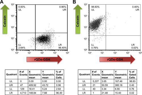 Figure S6 Fluorescence intensity of B16F10QDs-GSH-10NAC and B16F10Calcein cells at 6 and 24 hours post-injection: dot plot obtained by flow cytometry and the respective quantification of mean fluorescence intensity in each quadrant.Notes: (A) B16F10QDs-GSH-10NAC cells. (B) B16F10Calcein cells. (C) Fluorescence due to the presence of B16F10QDs-GSH-10NAC and B16F10Calcein cells in histological slices was measured with ImageJ 1.47 v software (National Institutes of Health, USA). Results were averaged from five independent experiments (n=5). Data were analyzed using the nonparametric Mann–Whitney test. Statistically significant differences are indicated.Abbreviations: B16F10QDs-GSH-10NAC, B16F10 cells labeled with rQDs-GSH in presence of 10 mM of NAC; GSH, glutathione; NAC, N-acetylcysteine; QDs, quantum dots; rQDs-GSH, red QDs-GSH.