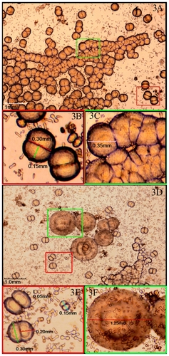 Figure 3 Viewing CNPs in particular culture stages at 6–8 weeks. A) Larger particles aggregated in clumps after 6–8 weeks of culture. B) and C) Enlarged pictures of (A) showing coccoid particles with a diameter of 0.30–0.40 mm and aggregated in crowds. D) ‘Concentric circles’ by the fused particles. E) and F) Enlarged pictures of (D) showing the ‘concentric circles’ with a diameter of nearly 1.25 mm and surrounded by smaller particles like ‘satellites’.