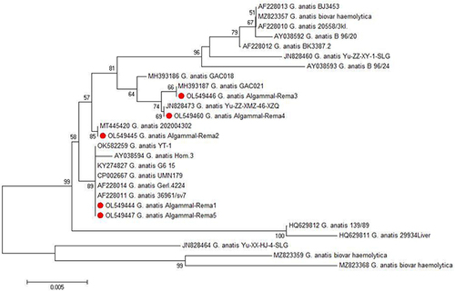 Figure 2 The phylogenetic analysis was carried out according to the 16SrRNA-23SrRNA gene sequencing. The phylogenetic tree clarifies the genetic relatedness between the recovered G. anatis strains and other strains deposited in the GenBank. The retrieved G. anatis strains in the present study were emphasized with red circles.