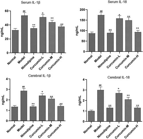 Figure 5. Effect of curcumin on the content of IL-1β and IL-18 in serum and brain tissue of rats. ELISA was performed to analyse IL-1β and IL-18 levels. Compared with the normal, ##p < 0.01; compared with the model, *p < 0.05, **p < 0.01.