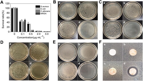 Figure 6. ACPs-CS-PVS-Ag had good antibacterial performance. (A) Survival ratios of S. aureus, E. coli, C. albicans and MRSA (3 × 104 CFU·mL−1) incubated in ACPs-CS-PVS-Ag under different concentrations. (B) Antibacterial activity of the blank bacteria (a), ACPs (b), ACPs-CS (c) and ACPs-CS-PVS-Ag (d) under S. aureus exposure. (C) Antibacterial activity of the blank bacteria (a), ACPs (b), ACPs-CS (c) and ACPs-CS-PVS-Ag (d) under E. coli exposure. (D) Antibacterial activity of the blank bacteria (a), ACPs (b), ACPs-CS (c) and ACPs-CS-PVS-Ag (d) under C. albicans exposure. (E) Antibacterial activity of the blank bacteria (a), ACPs (b), ACPs-CS (c) and ACPs-CS-PVS-Ag (d) under MRSA exposure. (F) Results of the inhibition zone for the blank bacteria (a), ACPs (b), ACPs-CS (c) and ACPs-CS-PVS-Ag (d) under S. aureus exposure.