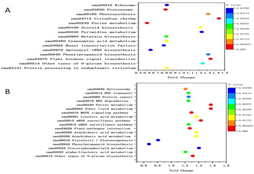 Figure 4. KEGG pathway enrichment analysis of DAPs. (a) Most significantly enriched pathways in TD_TC. (b) Most significantly enriched pathways in SD_SC. The size of the point represents the number of DAPs. TC, tolerant cultivar (ND476) under control conditions; TD, tolerant cultivar under drought conditions; SC, sensitive cultivar (ZX978) under well-watered (control) conditions; SD, sensitive cultivar under drought treatment conditions. An underscore between two genotype-treatment combinations represents comparison between those combinations, for example, TD_TC.