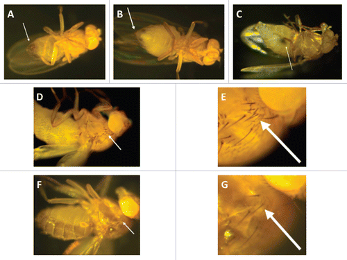 Figure 1 Toll-deficient Drosophila flies. Image of a (A) male and a (B) female D. melanogaster. The arrows point to their genitalia. (C) A female virgin D. melanogaster. The arrow points to the embryonic residue that is present in virgin female flies within the first 8–12 h after eclosion. (D and E) The “multiple-hair type” of bristle seen in flies with the TM6B balancer, such as TlI-RXA/TM6B and Tlr632/TM6B flies (E is an image of the bristle in D at a higher magnification). (F and G) The “double-hair type” of bristle seen in flies without the TM6B balancer, such as Tlr632/TlI-RXA flies (G is an image of the bristle in F at a higher magnification).