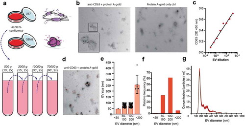 Figure 1. Glioblastoma cell line-derived EV isolation and characterization for EV surface glycan analysis. (a). EV isolation procedure by differential centrifugation from U87- and GBM8-conditioned medium. (b). Expression of CD63 on EVs by immuno-gold transmission electron microscopy (TEM) with a magnification of 24,500 x. Primary staining with anti-CD63 followed by protein A coupled to 15 nm gold nanoparticles. (c). CD63 ELISA on a titration of EVs adsorbed to a solid phase. (d). Measurement of EV diameter, determined on TEM micrographs with a magnification of 24,500 x (CD63 immuno-gold staining, N = 100 EVs measured at random). (e). Quantification of the diameter of 100 randomly selected EVs in nm per size category, measured in eight TEM images. (f). Quantification of the relative distribution of EV diameter in percentage per size category, determined on TEM in D. (g). Relative size distribution measured by nanoparticle tracking analysis (NTA).