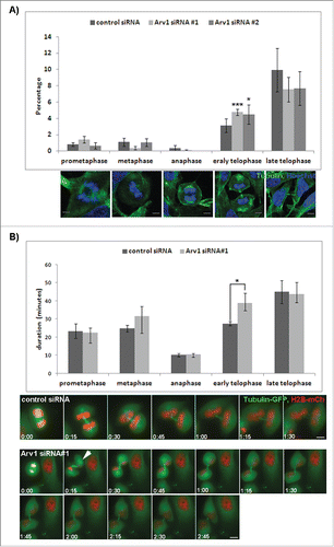 Figure 4. Normal telophase-progression is dependent on Arv1. (A) HeLa cells grown on coverslips were transfected with control or Arv1 siRNA, fixed, permeabilized and stained with anti-Tubulin (green) and Hoechst (blue). Confocal microscope images were acquired and used to calculate the number of cells in different mitotic phases defined by the structure of the mitotic spindle and chromosomes. Representative images of HeLa cells in the indicated mitotic phases are shown. Scale bar is 5 μm. At least 100 cells were randomly imaged per experiment and the average of 4 separate experiments (± S.E) is presented. Significant different results are depicted as *p<0.05 and ***p< 0.01. (B) HeLa Kyoto cells stably expressing GFP-tubulin (green) and mCherry Histone-2B (red) were transfected with control or Arv1 siRNA and synchronized by double Thymidin-treatment. Cell division was recorded by live cell imaging using the DeltaVision microscope the last 18 hours. The SoftWorx software was used to calculate the duration of each phase during cell division. The average of 4 separate experiments (± S.E) is shown, where at least 10 cells per experiment were analyzed. Significant differences are indicated as p<0.05. Still-images of control cell and Arv1 depleted cells are presented (lower panel) and time points from anaphase is indicated. Scale bar is 5 μm.