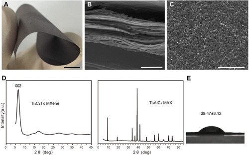 Figure 1 Characterization of multilayered Ti3C2Tx MXene films. (A) Photograph of the flexible freestanding MXene film. Scale bars: 5 mm (B) SEM image of the cross-section of MXene films. Scale bars: 1 μm. (C) SEM image of MXene films surface. Scale bars: 50 μm. (D) XRD pattern of Ti3C2Tx MXene and Ti3AlC2 MAX. (E) Water contact angles on Ti3C2Tx MXene films (n=3).