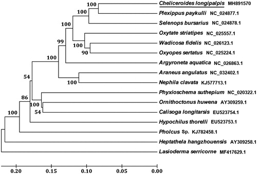 Figure 1. Phylogenetic tree showing the relationship between C. longipalpis and 13 other spiders based on neighbour-joining method. Lasioderma serricorne was used as outgroup. GeneBank accession numbers of each species were listed in the tree. Spider determined in this study was underlined.