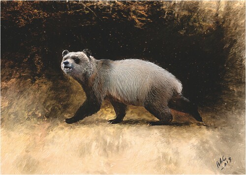 FIGURE 8. Reconstruction of ?A. nikolovi sp. nov. from Bulgaria. Artwork by Velizar Simeonovski, Chicago. The reconstruction was developed by a regressive estimate of the coloration of the modern A. melanoleuca, based on the variation of the coloration of Ursus arctos. Ursus arctos is used for calibration because the variation of its coloration (geographic, ecological, and individual) provides the most comprehensive model for the evolution of the coloration in Ursidae genera.