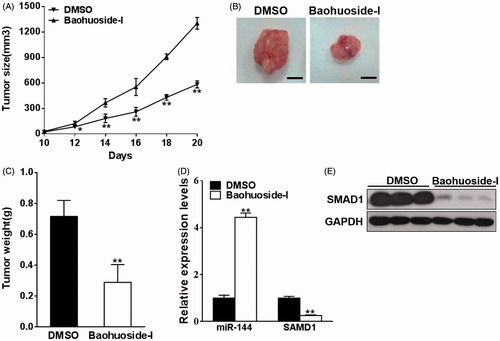 Figure 5. Baohuoside-I suppresses melanoma in vivo. M14 cells were resuspended in serum-free RPMI-1640 medium and were injected into each side of posterior flank of the nude mice, and the mice were treated with baohuoside-I (25 mg/kg) or DMSO by tail vein injection every two days. (A) The tumours were measured every two days. Data were presented as mean ± SD from eight tumours. **p < 0.01 compared to DMSO group. (B–C) In day 20 the tumours were stripped, photographed and weighed. Data were presented as mean ± SD from eight tumours. **p < 0.01 compared to DMSO group. (D) The RNA expression levels of miR-144 and SMAD1 were analyzed by qRT-PCR in the tumours. Data were presented as mean ± SD from eight tumours. **p < 0.01 compared to DMSO group. (E) The protein expression levels of SMAD1 of the tumours were tested by western blotting.